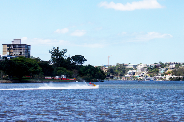 Article image for Officials on the chase for Brisbane’s ‘menacing’ river hoons