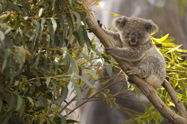 Article image for New ABS data show Qld tourism jobs boom – Lone Pine Koala Sanctuary General Manager disagress