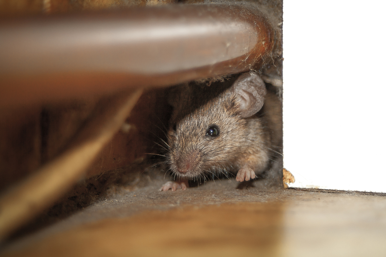 Article image for ‘It is a worry’: Fears over growing mice numbers near the border