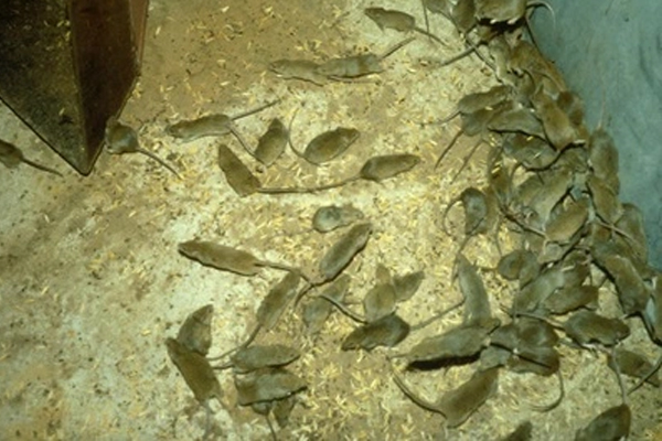 Article image for Classroom invasion: Rural principal reveals horrific details of mice plague
