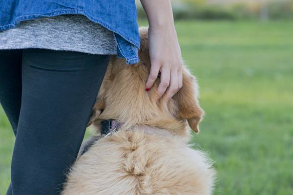 Article image for Trainee guide dog recovering after ‘distressing’ incident