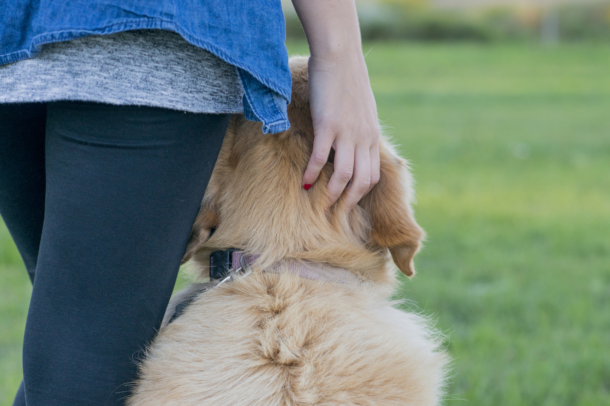 Trainee guide dog recovering after ‘distressing’ incident