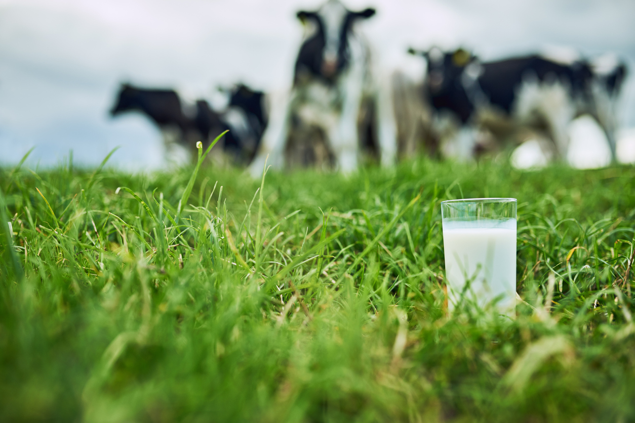 Calls for an advertising campaign for the dairy industry amid ’emerging market’