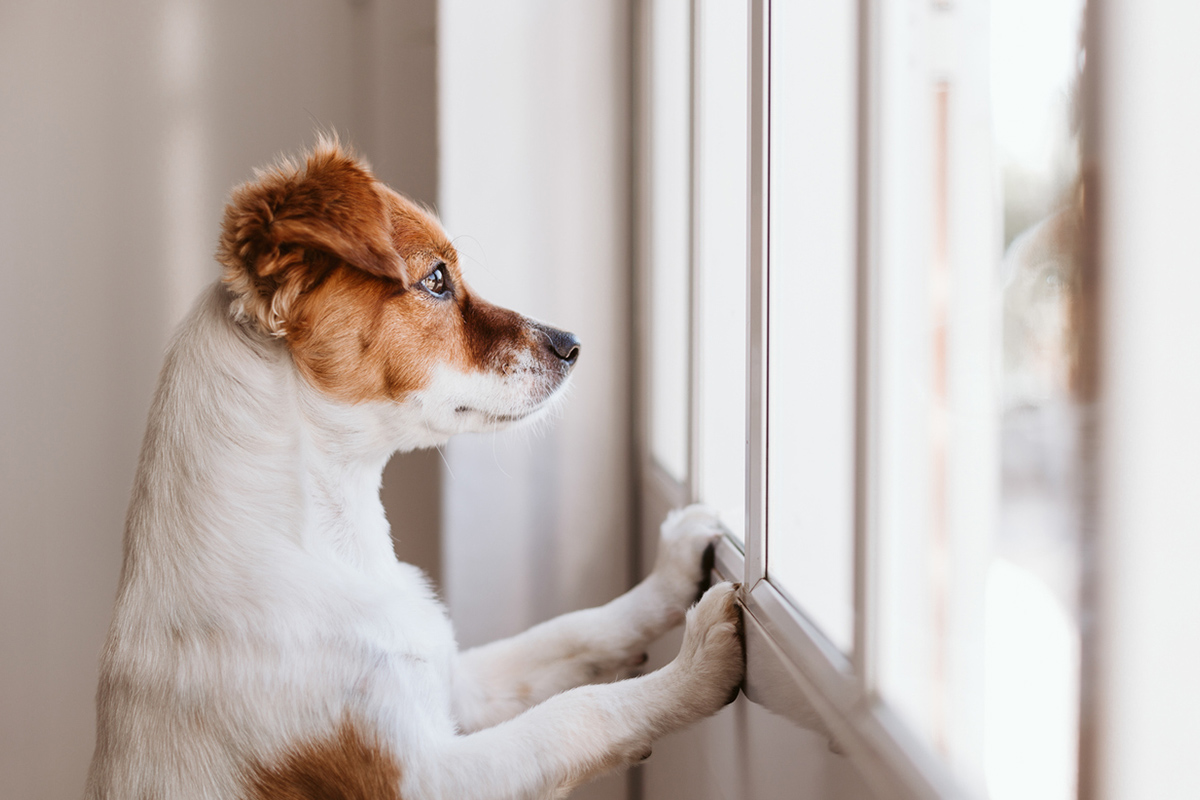 Article image for How to teach your dog to cope while home alone