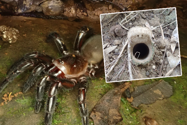 Creepy crawlies: Five new species of spiders discovered in the south-east