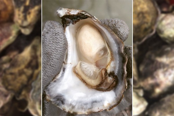 Article image for Perseverance in face of disaster gains Tathra oyster farmers national recognition