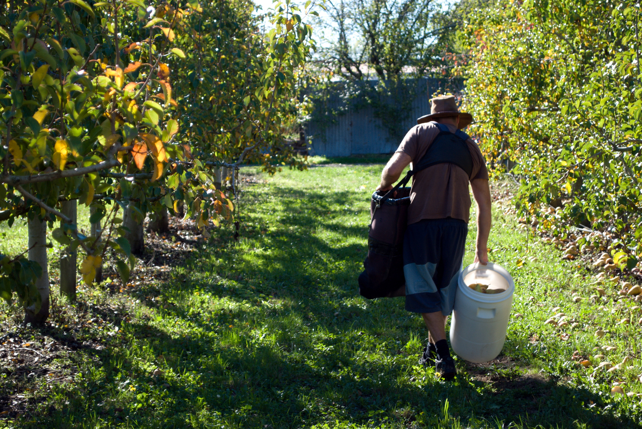 Article image for How Queensland growers have adapted after critical worker shortage