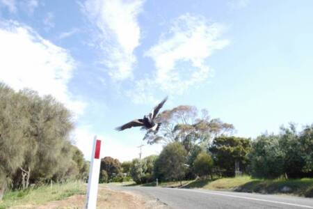 Why masks might set off magpies this swooping season