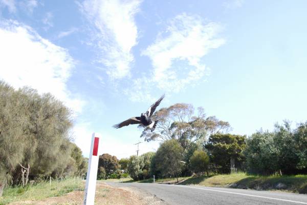 Article image for Why masks might set off magpies this swooping season