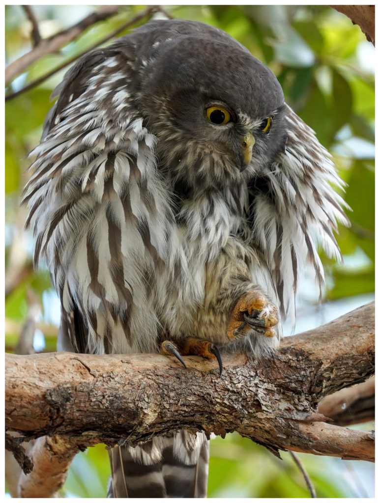 Can you help track native owls?