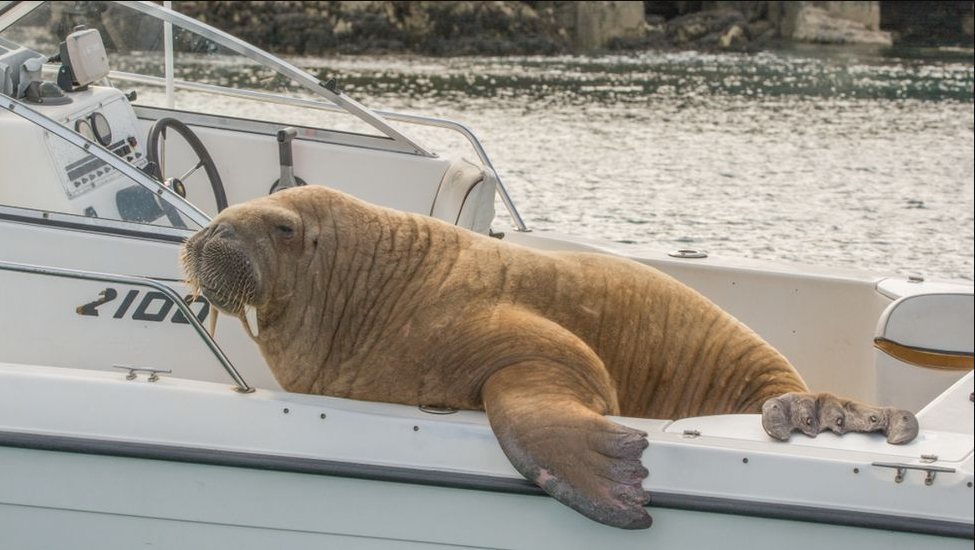Wally the Walrus given his own pontoon to stop him from sinking people’s boats