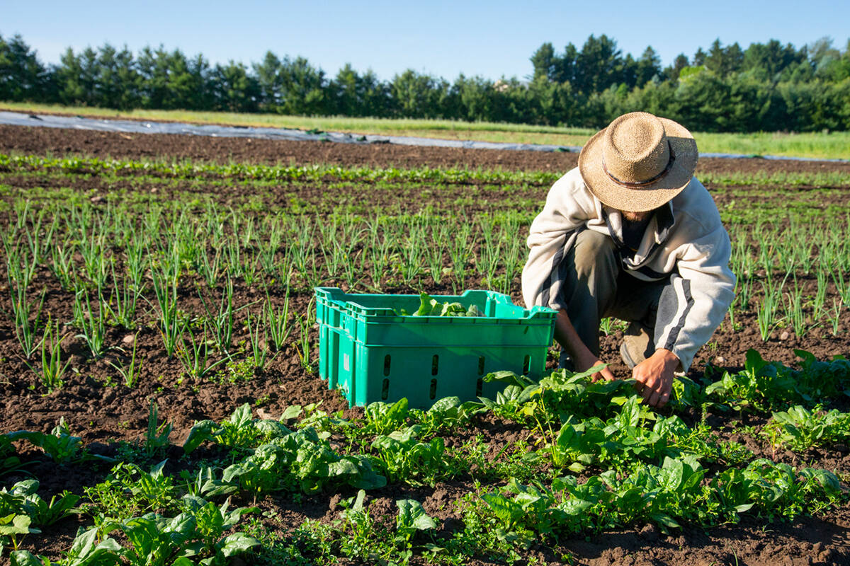 Article image for Why farms are facing a worker shortage despite domestic recruits 