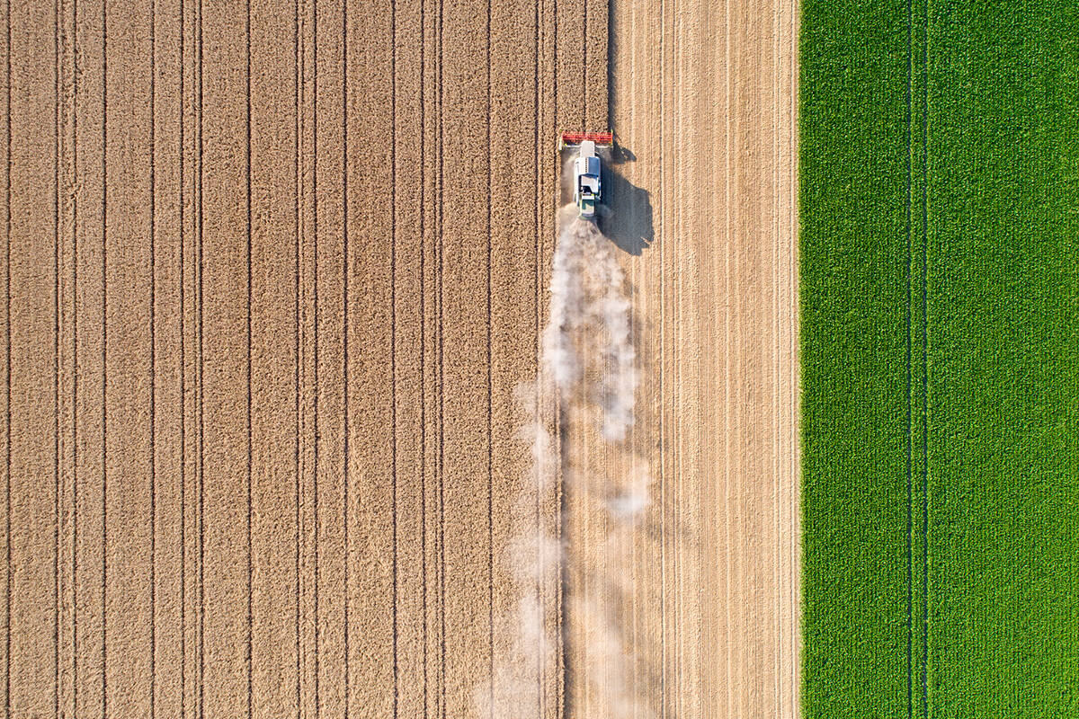 Article image for Restrictions uncertainty doing farmers’ ‘heads in’ as harvest nears 