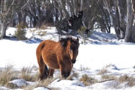 The culling of Kosciuszko’s Brumbies