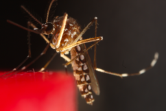 Queensland researchers find a way to sterilise an invasive mosquito