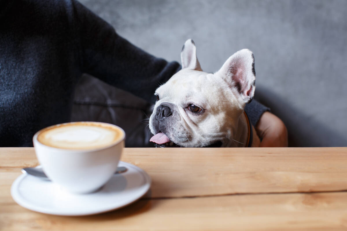 Article image for Puppy-chinos and dog menus: Brisbane’s best dog friendly cafes and bars!
