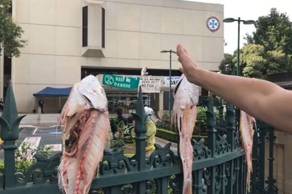 image-facebook-extinction_rebellion_protests_parliament_house_fish_carcasses