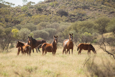 Anthony Sharwood: The Brumby Wars