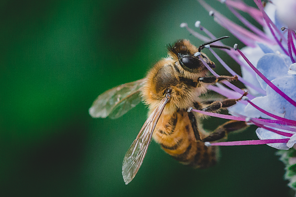 Article image for Good news for Queensland’s honey bees