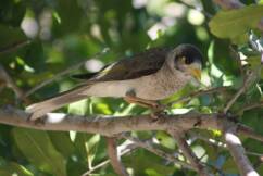 Muting the noisy miners