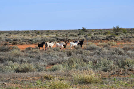 State’s first goat brigade