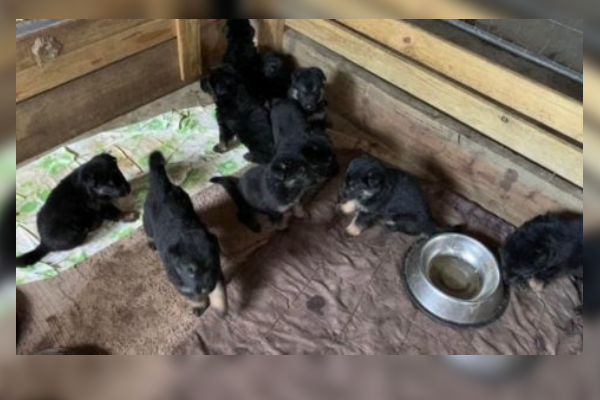 Article image for Ten five-week-old puppies stolen from property