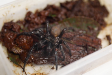 Creepy crawly: ‘Megaspider’ shocks Australian Reptile Park