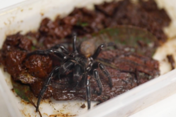 Article image for Creepy crawly: ‘Megaspider’ shocks Australian Reptile Park