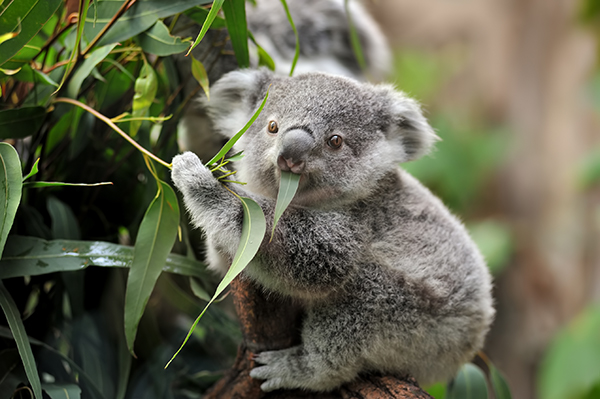Article image for The ‘Christmas gift’ for QLD koalas