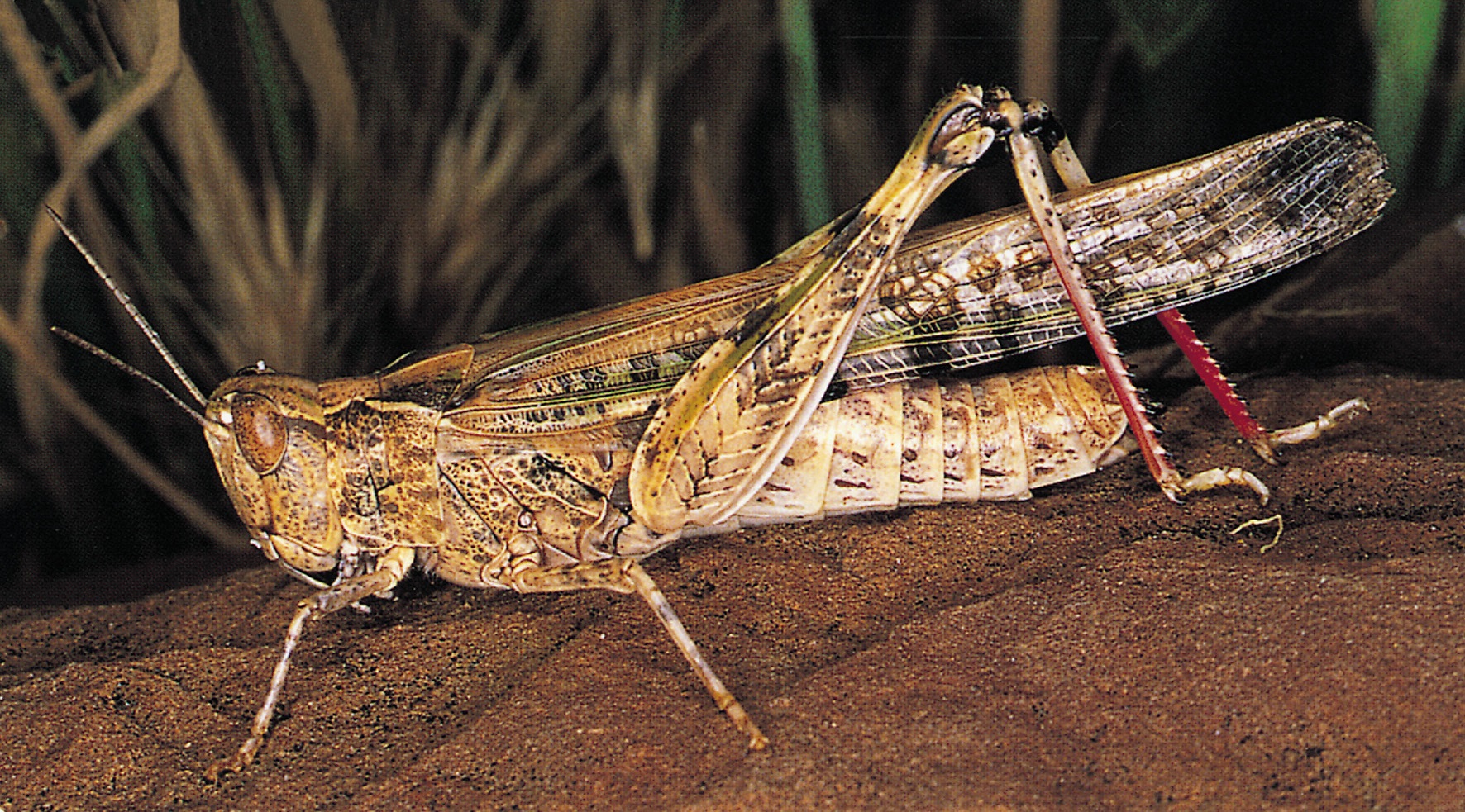 Locusts Threaten Summer Crops - 4BC