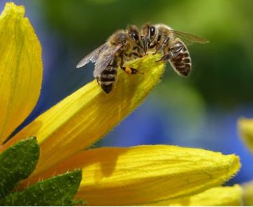 When will we see bee therapy in Australia?