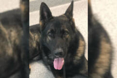 Man dies at quarry in search for missing Police Dog Quizz