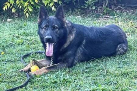 Queensland police dog Quizz still missing