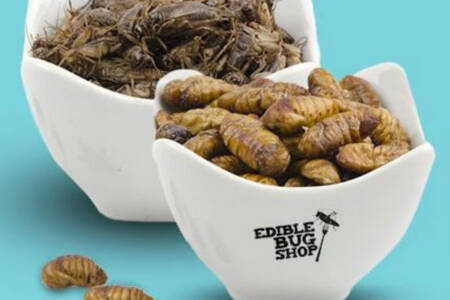 Are insects and bugs actually good for you?