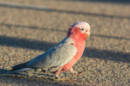 Man was dismissed after accidentally killing manager’s bird Crackers