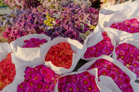 Roses in short supply before Valentine’s Day