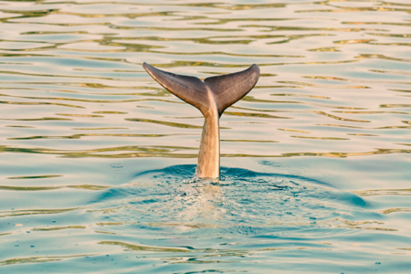 Do dolphins love live music?