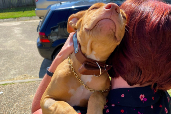 Article image for Great news! Cashew found after being taken from animal shelter