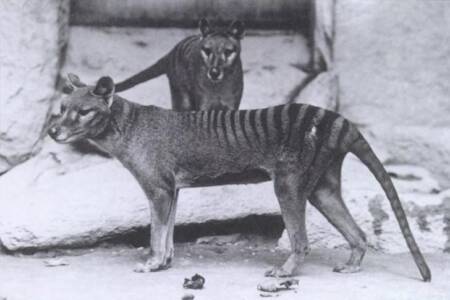 Tasmanian Tiger making a comeback