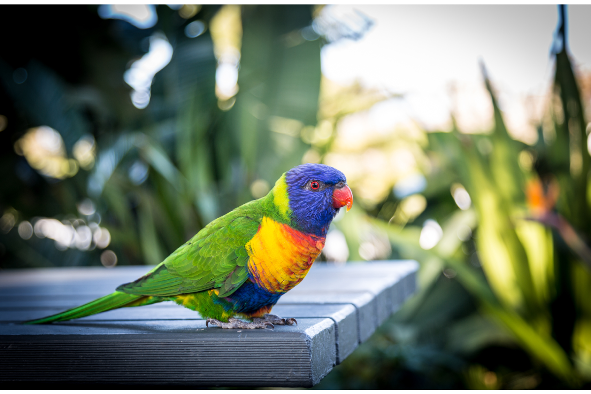 Article image for Disturbing reports of dead lorikeets being found in Brisbane