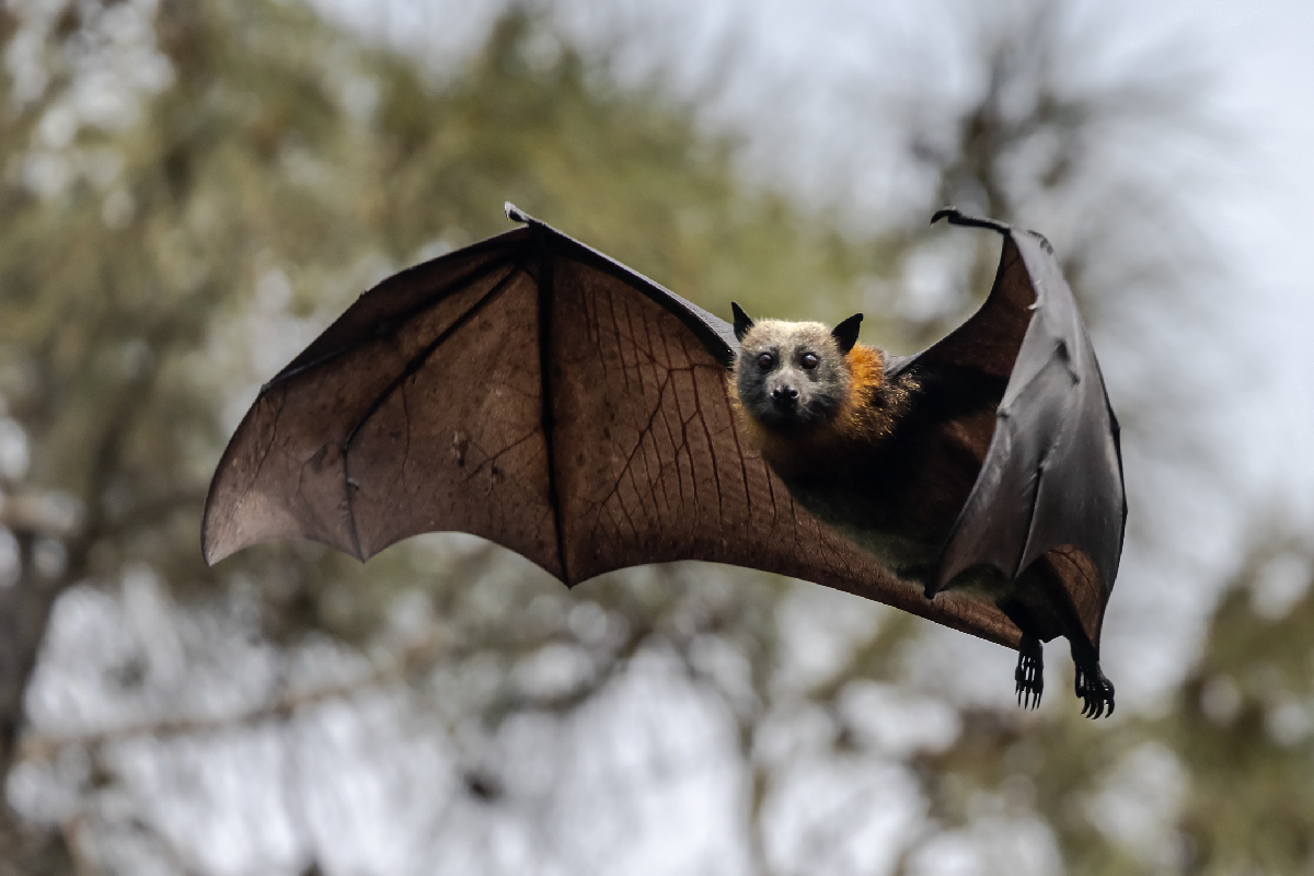 Article image for Why Gold Coast residents are having more unusual ‘bat encounters’