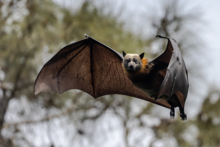 Why Gold Coast residents are having more unusual ‘bat encounters’