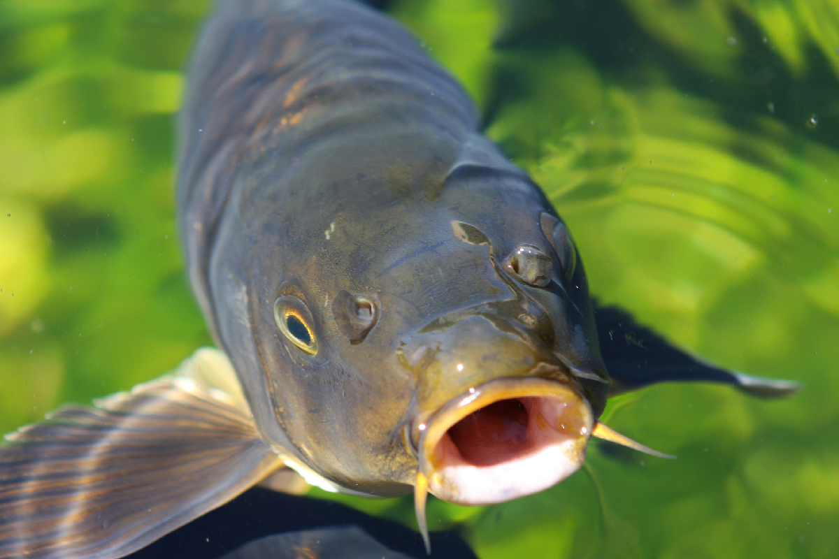 Article image for A US state’s bold plan to re-brand carp from bottom feeders