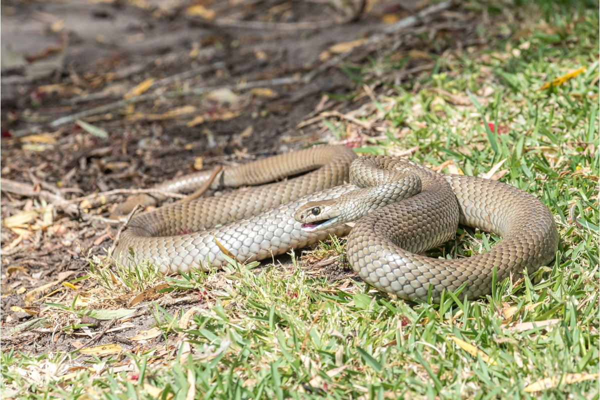 Article image for How venom from deadly snakes could be used to save lives