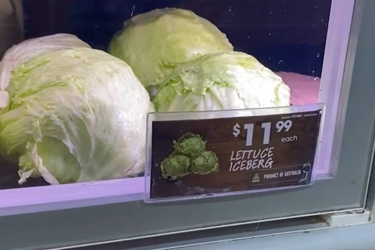 Article image for Why heads of iceberg lettuce are going for $12 and when prices will fall