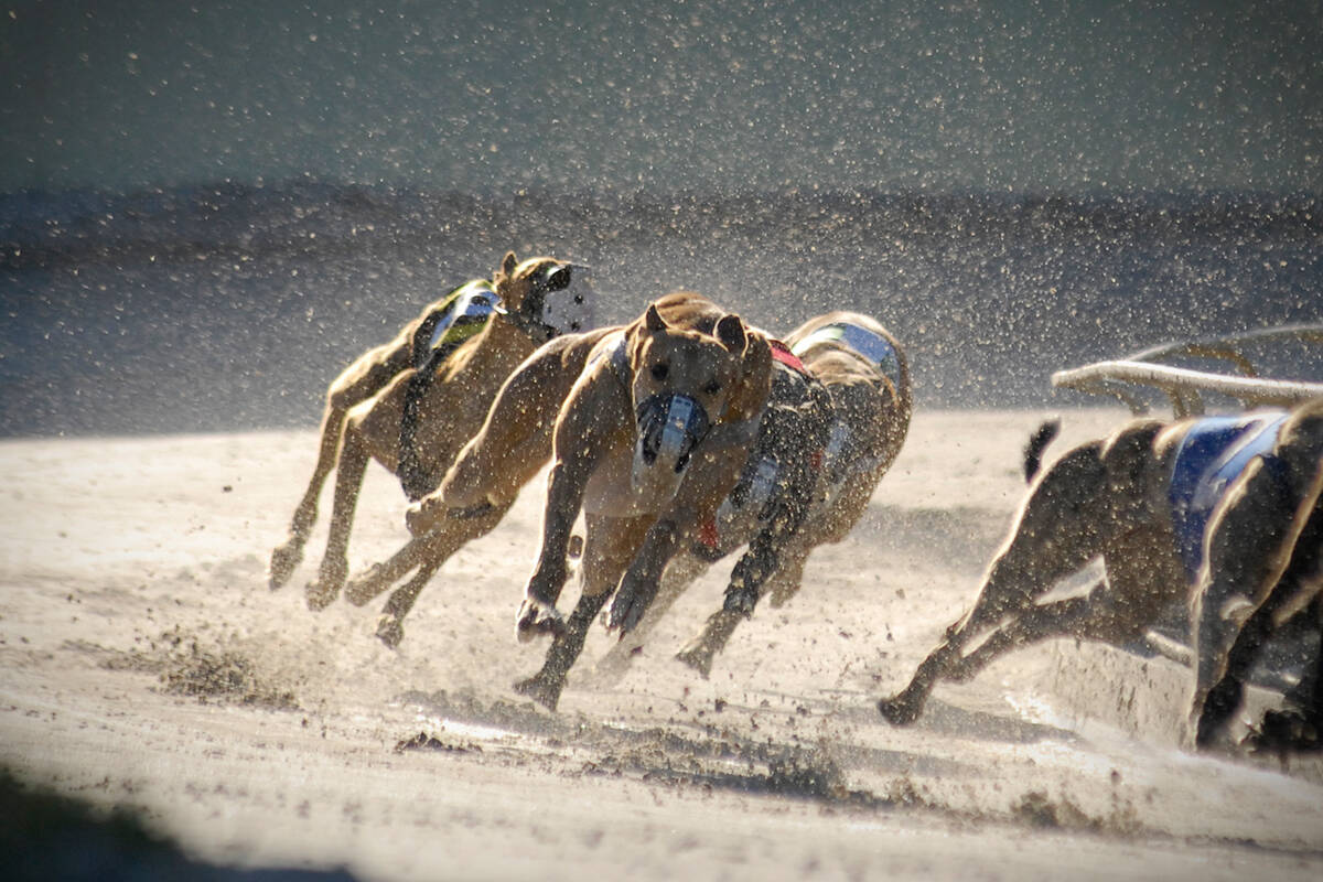 Article image for Nephew of high-profile racing identity charged over alleged drug trade