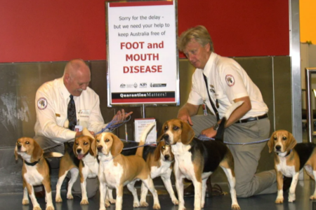 ‘Frightening’ foot and mouth disease could cause Australian rural devastation