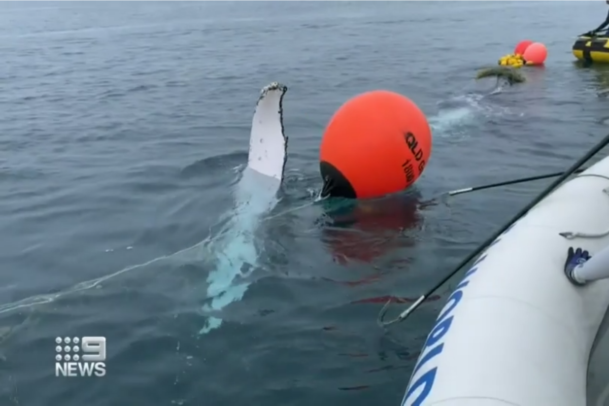 Article image for ‘We can put men on the moon’: Captain calls for re-think on shark nets