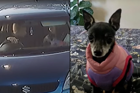 Vet nurse reunited with chihuahua after dognapping, notices strange detail