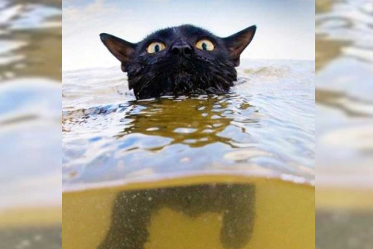 Article image for VIDEO: Swimming Townsville cats take social media by storm